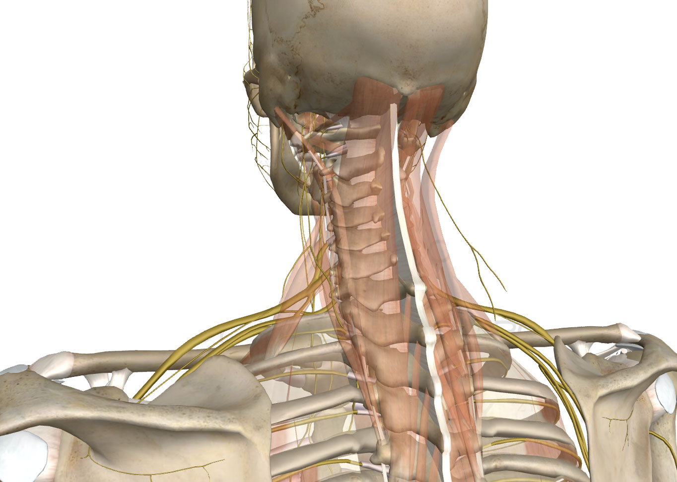 Osteopatía craneal