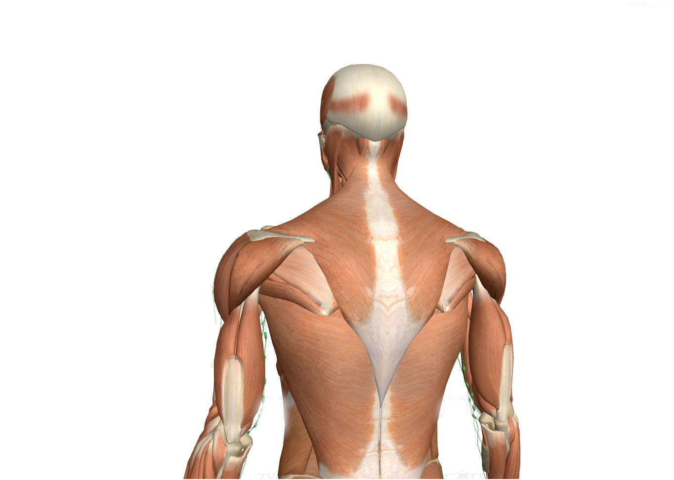 Osteopatía craneosacra en Córdoba