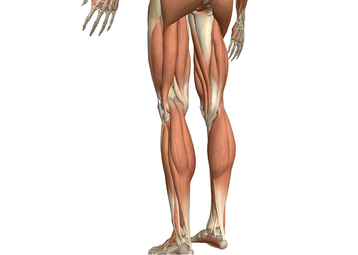 Osteopatía estructural en Córdoba